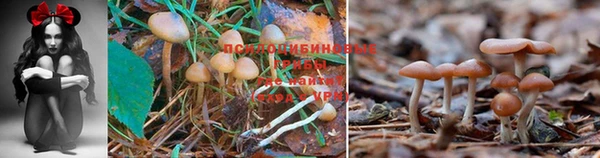 прущие грибы Верея